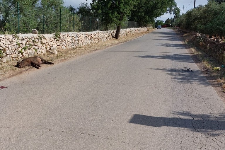 Carogna di cinghiale segnalata sulla strada Vecchia Spinazzola