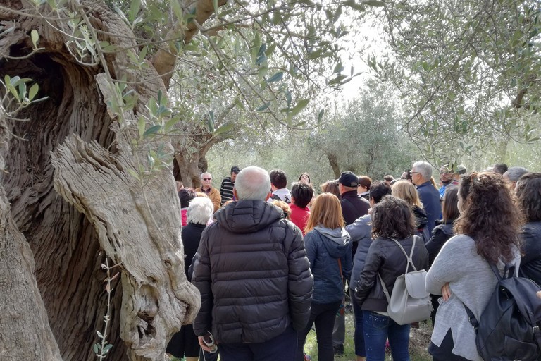 camminata tra gli olivi