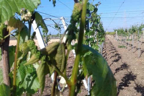agricoltura