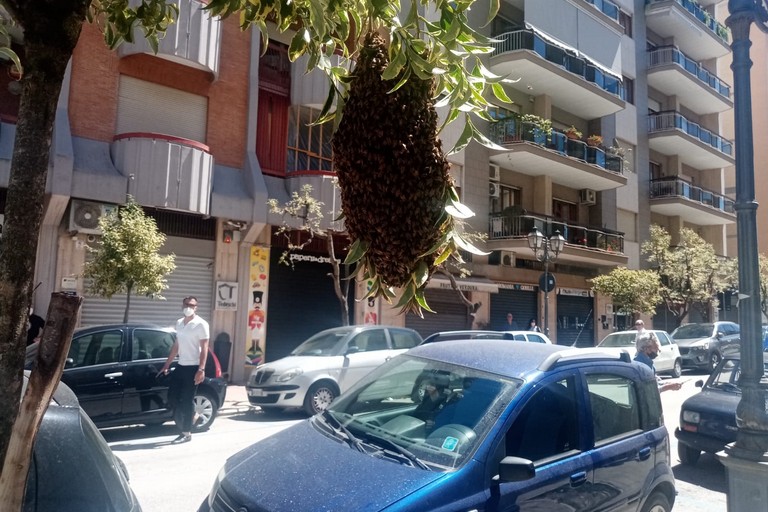 sciame di api in via Don Luigi Sturzo