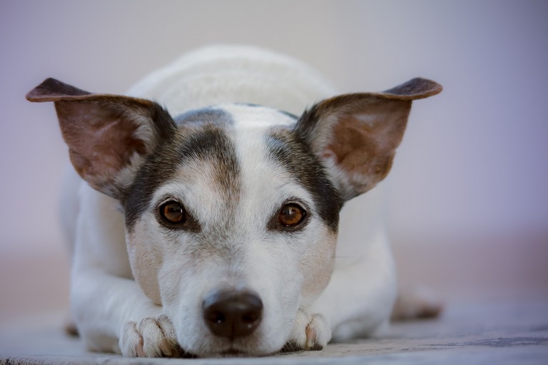 Cane