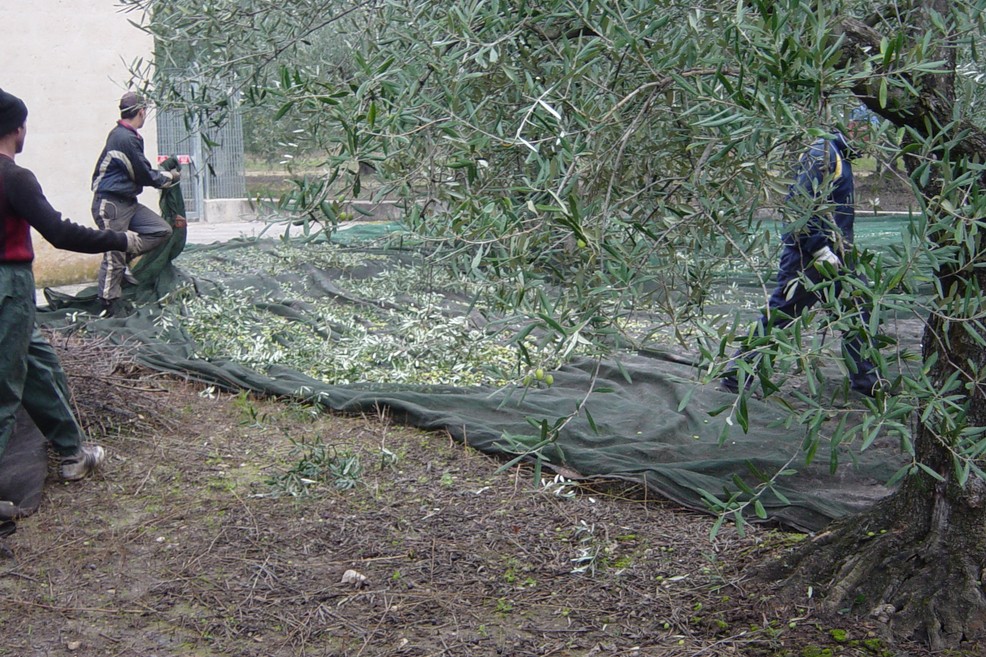 raccolta olive. <span>Foto Vincenzo Cassano</span>