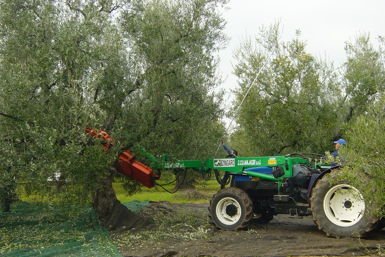 Olio d'oliva. <span>Foto Vincenzo Cassano</span>