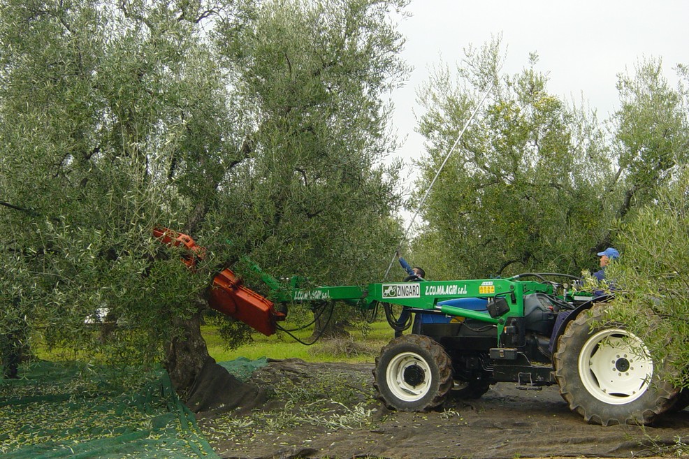 raccolta olive. <span>Foto Vincenzo Cassano</span>
