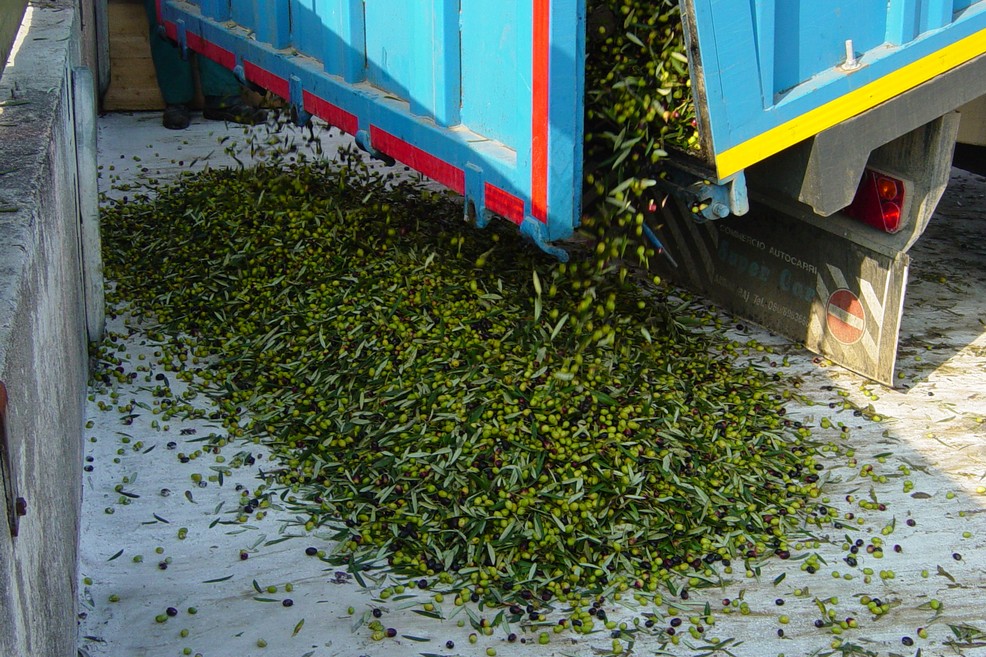 raccolta olive. <span>Foto Vincenzo Cassano</span>