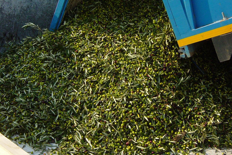 raccolta olive. <span>Foto Vincenzo Cassano</span>