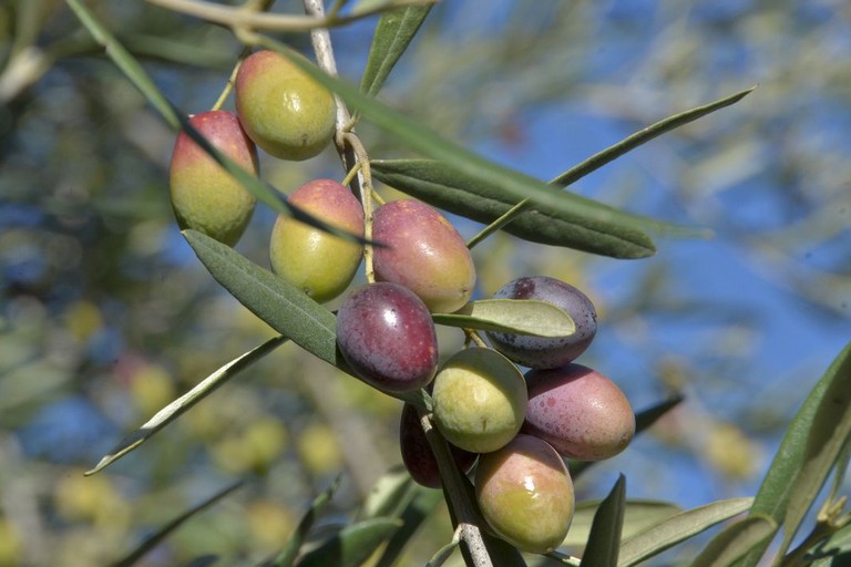 olive