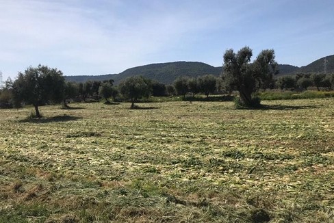campo coltivato ad ortaggi