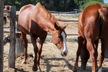 Sono 47 gli equidi sotto sequestro in un'azienda andriese