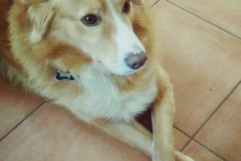 Ruby, cane smarrito
