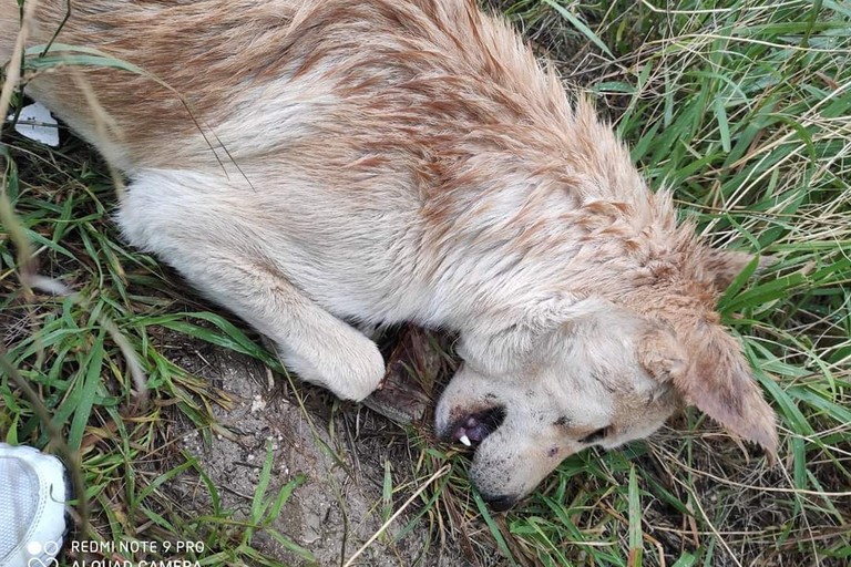 Cane e gatto uccisi in zona San Valentino