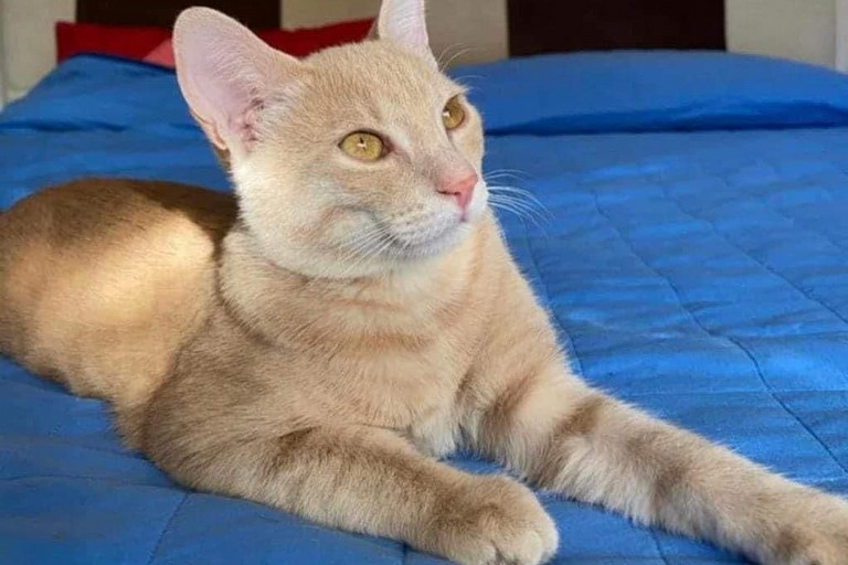 Gatto