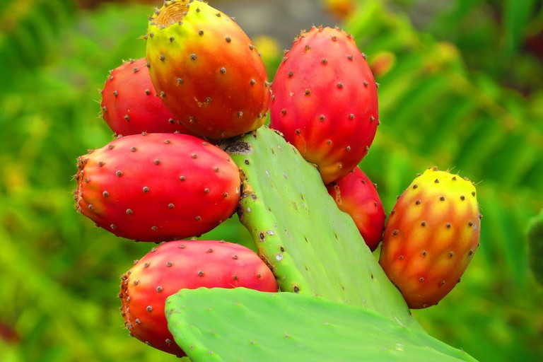 fichi d'India