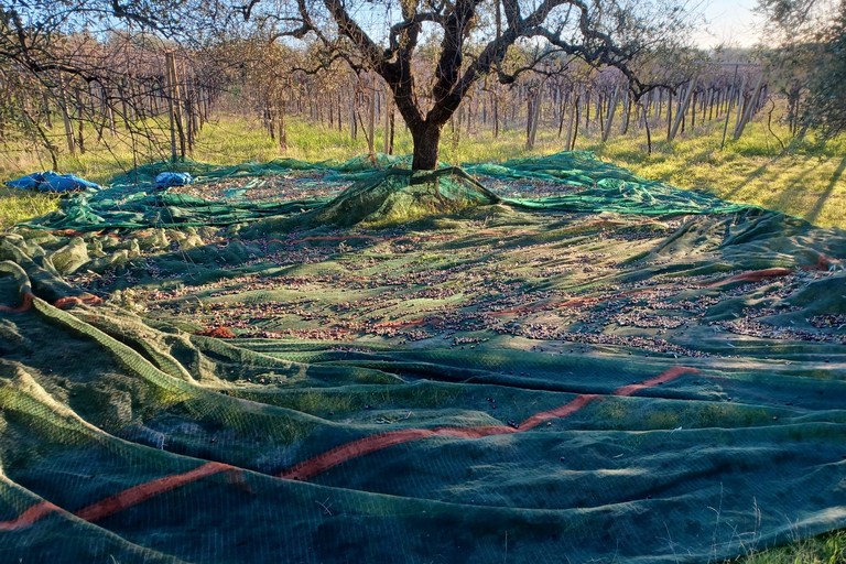 furto di olive ad Andria