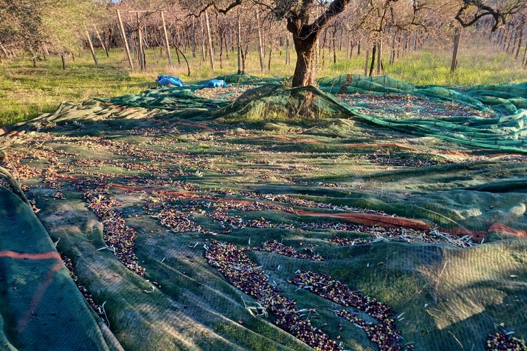 furto di olive ad Andria