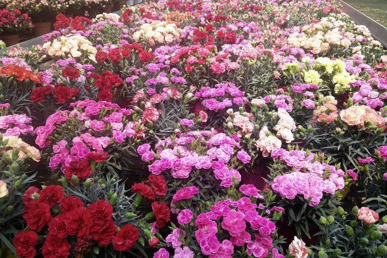 fiori