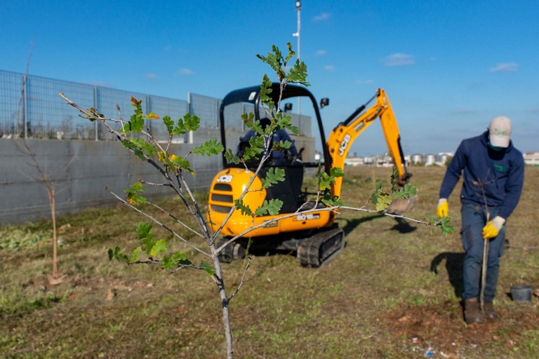 Piantumati alberi nel parco dell'alta Murgia