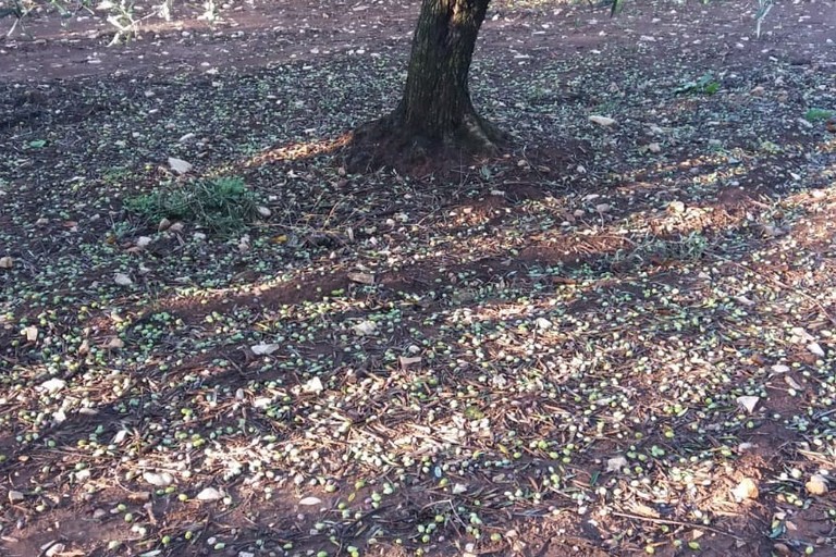 olive cadute per terra a causa del forte vento