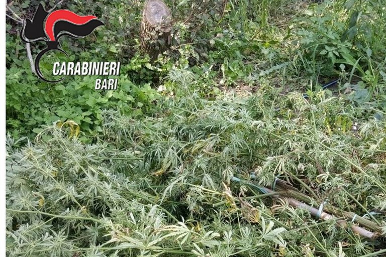 droga sequestrata dai carabinieri
