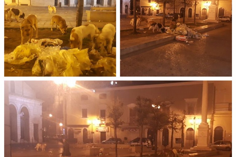 cani randagi banchettano nel centro storico