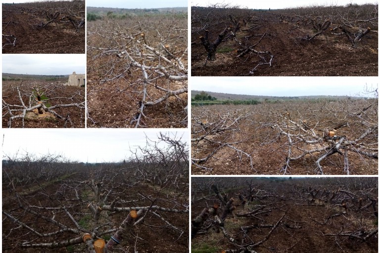 giovani piante di ciliegio tagliate nelle campagne di Andria