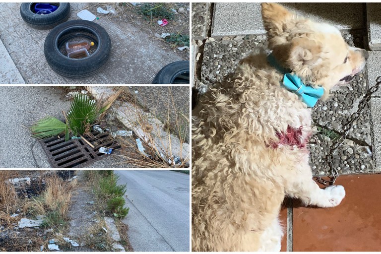 Cagnolino ferito da branco di randagi nella