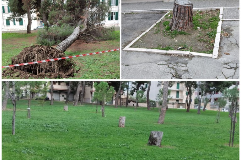 Alberi abbattuti e cura del verde