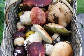 funghi