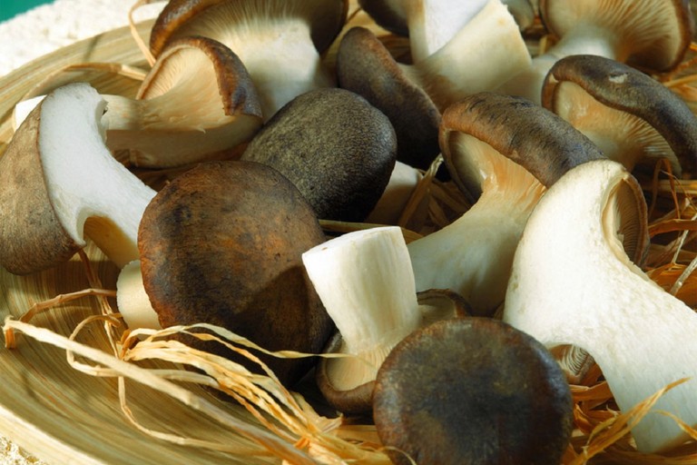 funghi cardoncelli