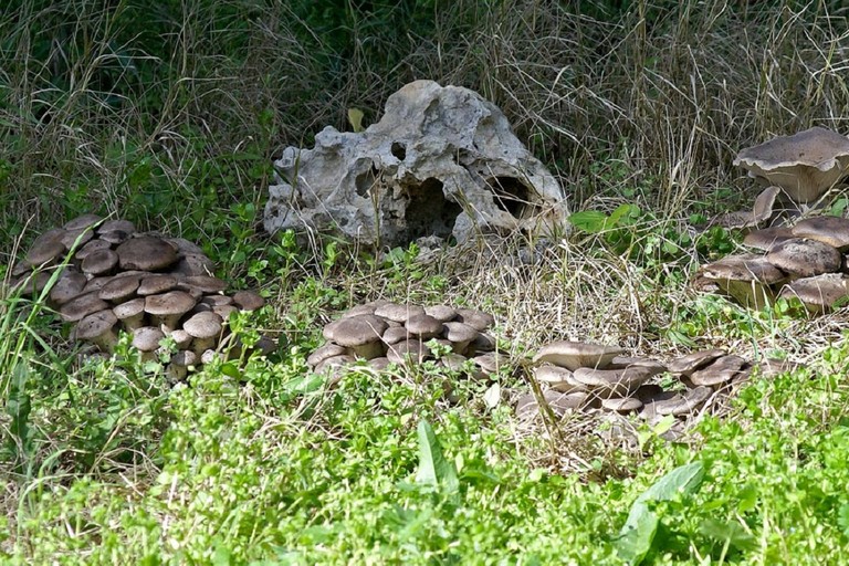 funghi cardoncelli