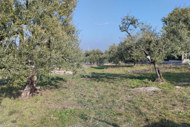 Furto di olive nelle campagne di Andria, in contrada Lama di Carro