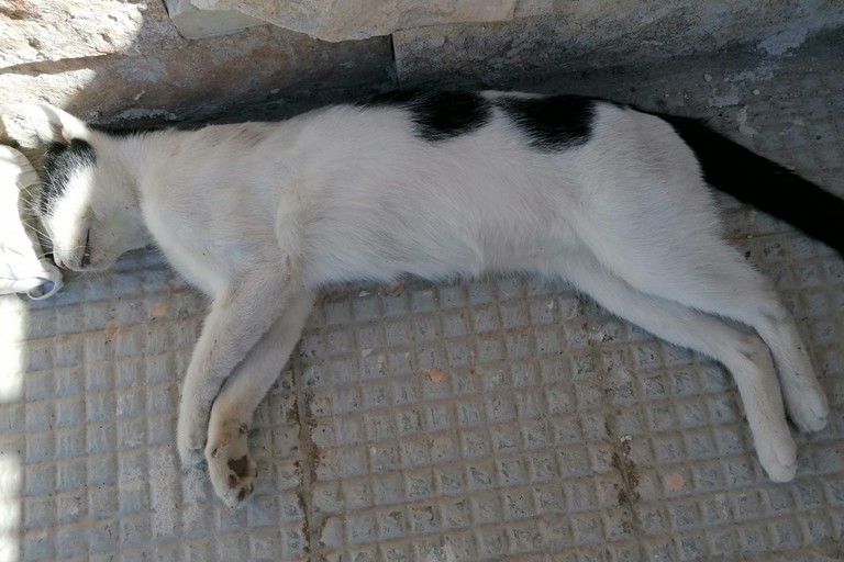 Violenze nei confronti di alcuni gatti nei pressi di viale Orazio