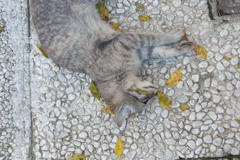 gatto morto
