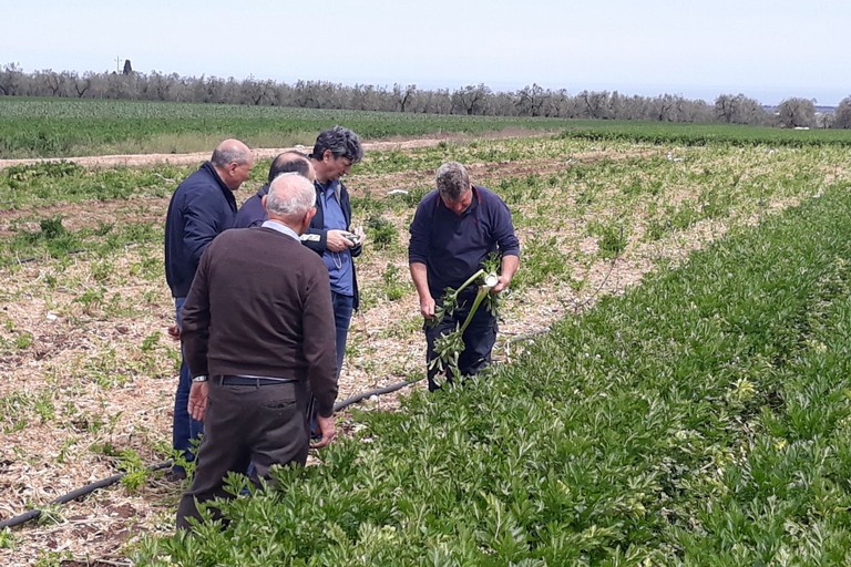 Sopralluoghi agricoli nei territori di Andria, Bisceglie e Trani