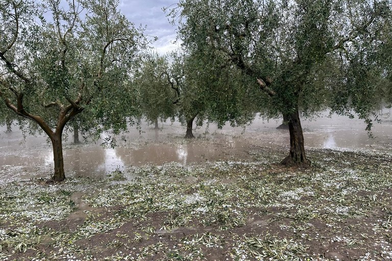 grandine olive a terra