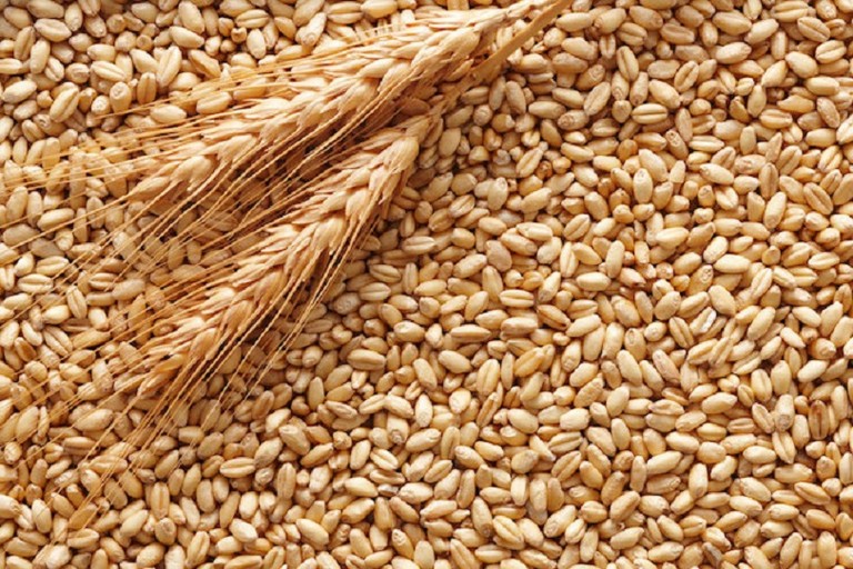 grano