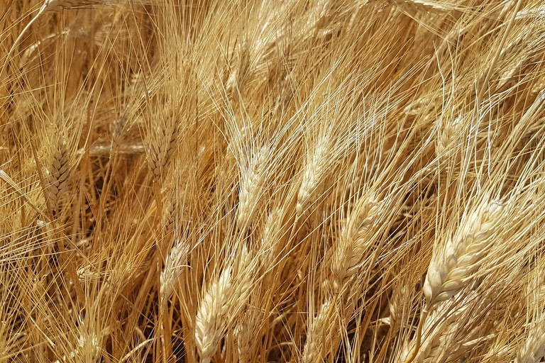 grano