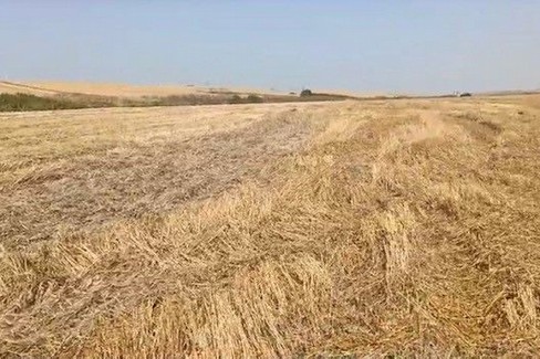 campo di grano mietuto