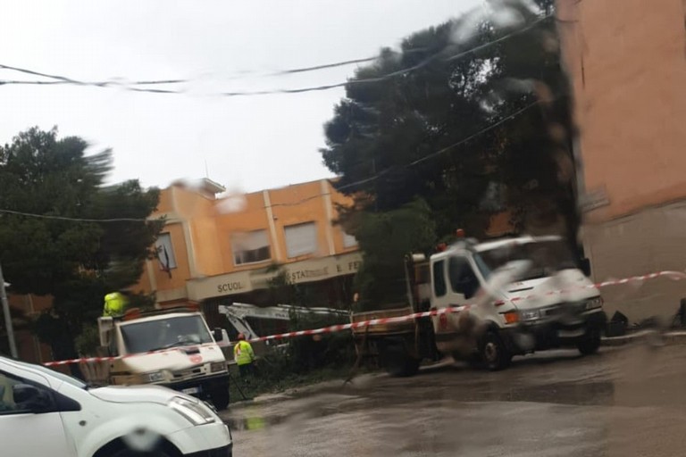 Crolla un albero in via Malpighi ad Andria