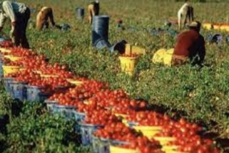 agricoltura