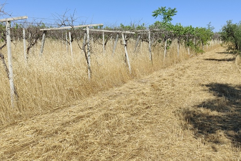 La drammatica situazione in cui versa la storica azienda agricola Papparicotta