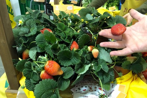fragole
