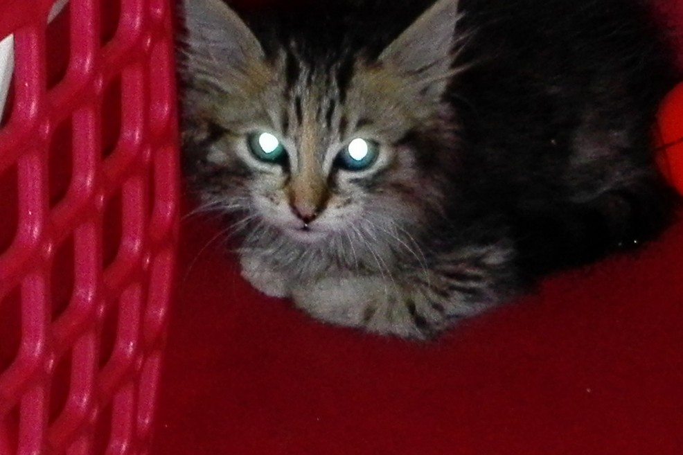 gattino salvato