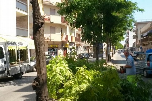 Alberi e rami