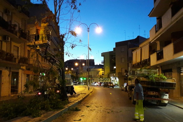 albero in via Montegrappa