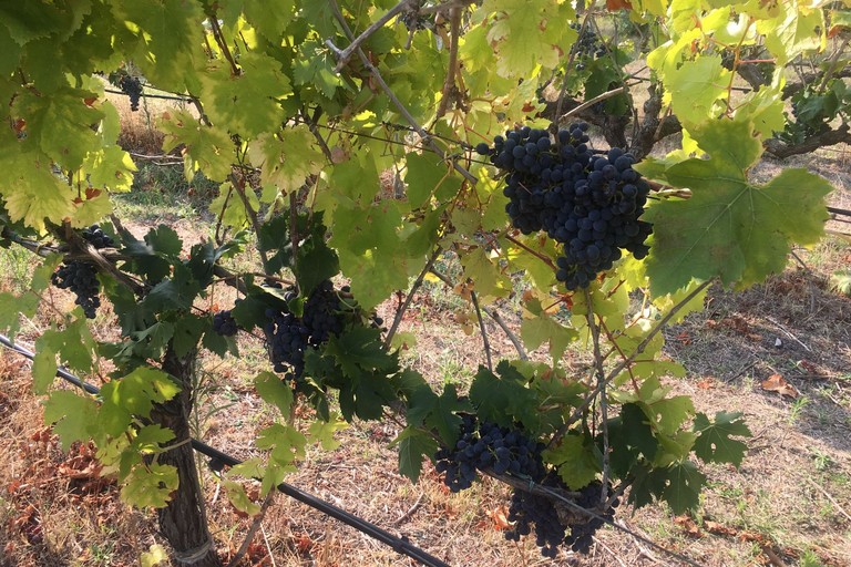 uva, vendemmia