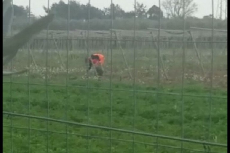 raccolta ortaggi operatore ecologico