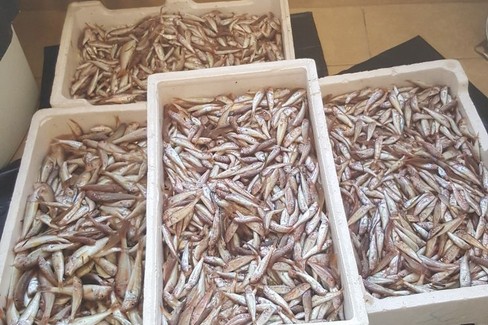 Pesce sequestrato