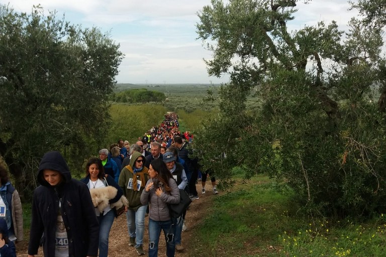 camminata tra gli olivi
