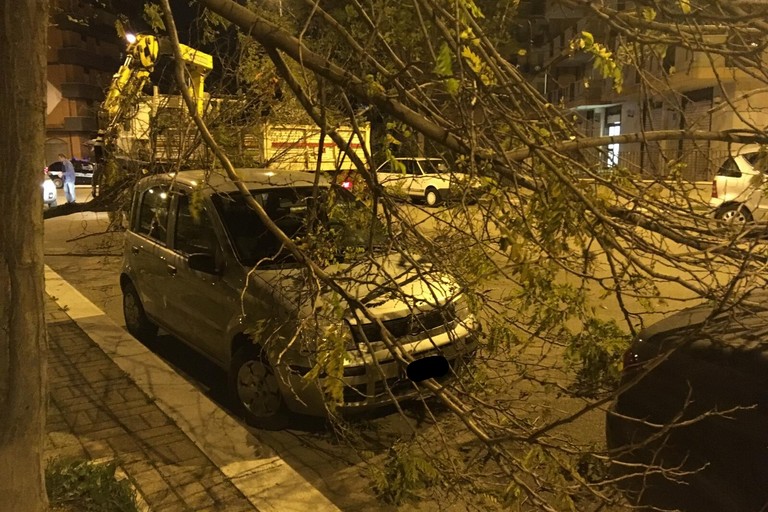 Alberi a terra per il vento, il pronto intervento della Polizia Locale al lavoro